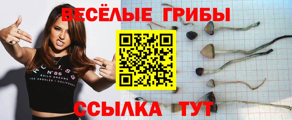 Галлюциногенные грибы Psilocybine cubensis Новокузнецк